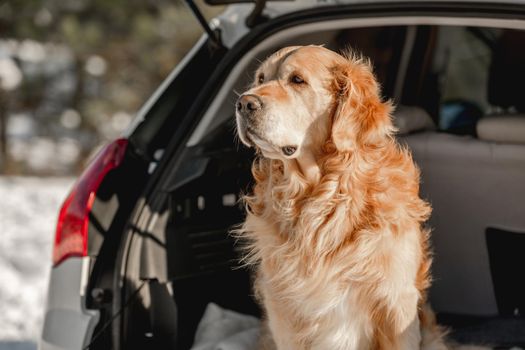 Golden retriever dog in car in winter time