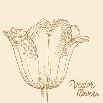 Vintage hand-drawing background with flowers