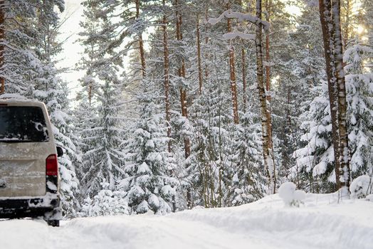 Winter scenery with pine forest covered with white snow. Selective focus.