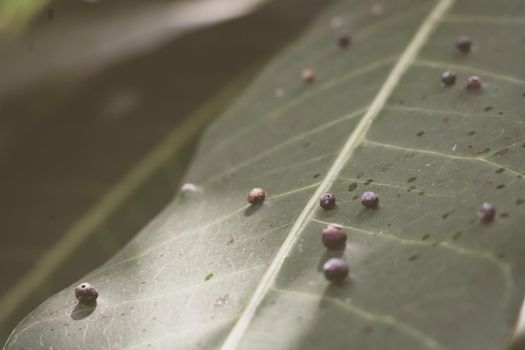 Abstract BANNER larvae of insect eggs ball shape accuracy lie beauty along edge of Green plant leaf surface. Amazing macro wildlife nature world High detail photo texture veins. Matte vintage grey