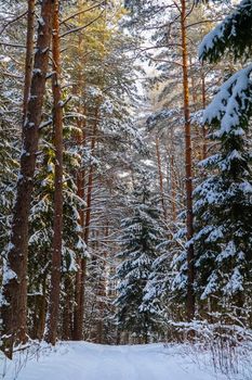 Snowy winter forest on a sunny day. White snow trail. Snow covered trees lit by sunlight