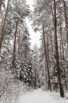 Beautiful winter forest with snowy trees. Fairy tale.