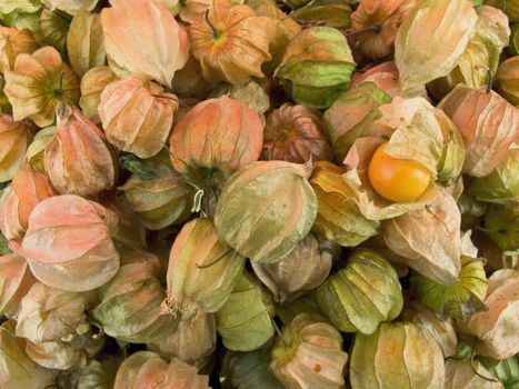 The group of Cape gooseberry or Physalis peruviana