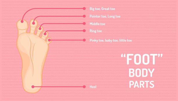 anatomy of foot. name of finger or toe and other. beautiful color background. vector illustration eps10