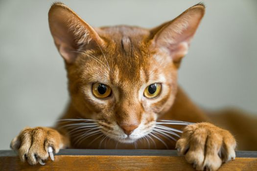 Red cat of Abyssinian breed lies on chair, looks into camera, muzzle and paws close up.