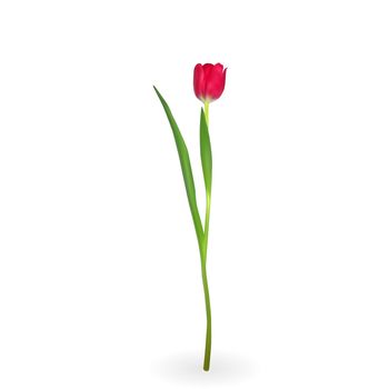 Beautiful tulips on white background. Vector Illustration