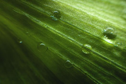 Extreme close-up of fresh green leaves with dew drops as background. Macro structure green leaf background with water drops in shallow depth of field