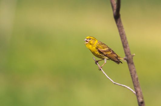 beautiful bird with yellow plumage sings in spring