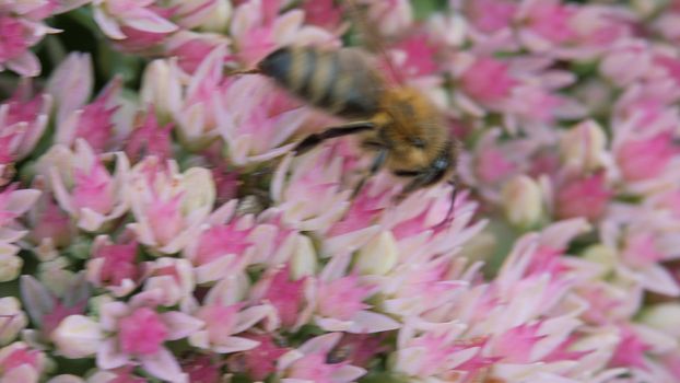 Crassulaceae autumn. An adult solitary bee collects pollen from an autumn garden flower of white and pink color.