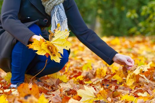 woman collects yellow maple leaves. autumn bouquet. autumn mood.