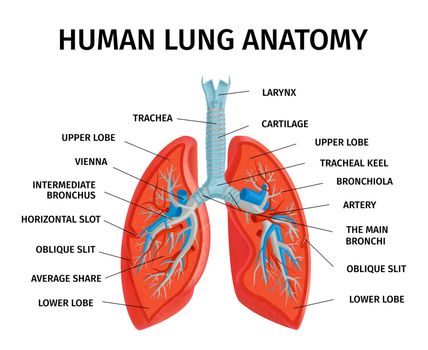 Human Lung Anatomy Diagram