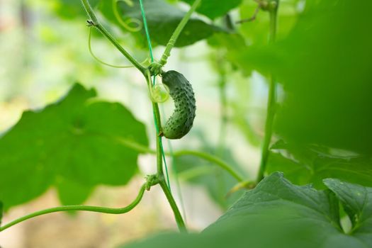 Young green cucumbers growing in a greenhouse
