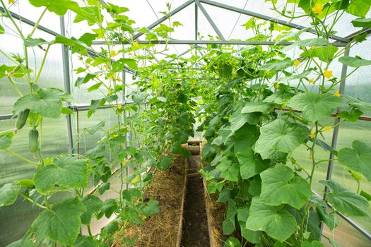 Young cucumber plant with leaves and little yellow flowers and buds are growing in greenhouse
