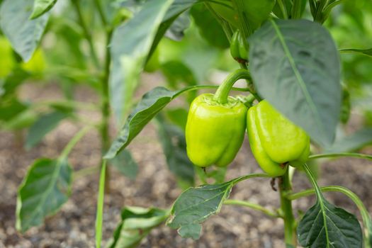 Green pepper growing and blossoming in the garden. Paprika is ripening on the vegetable bed