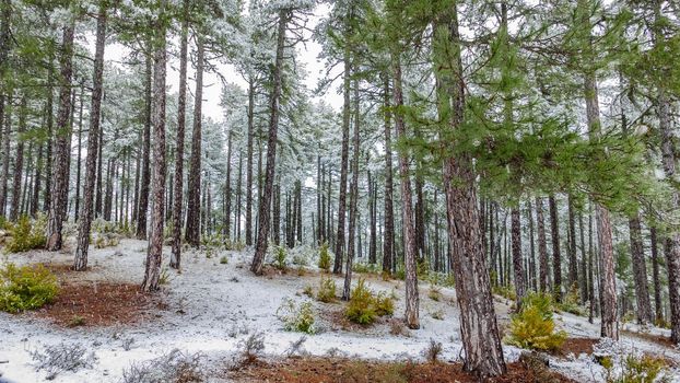 Pine tree forest with snow