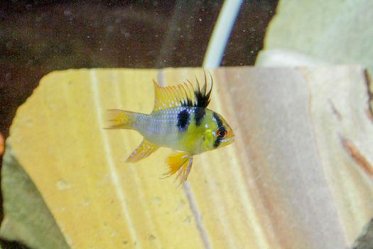 Mikrogeophagus ramirezi dwarf cichlid colorful freshwater aquarium fish