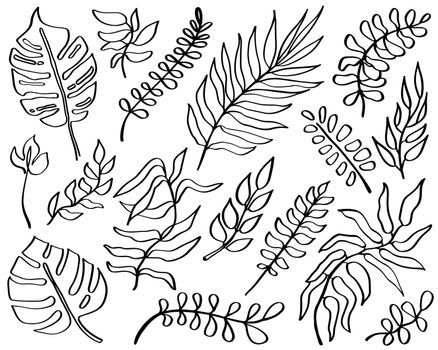 One line drawing leaves set in doodle style. Lineart hand drawn black plants. Modern exotic botanical illustrations. Monstera, palm tropical leaf.