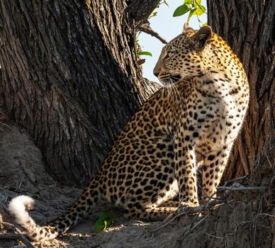 Moremi, Botswana wildlife  Pictures