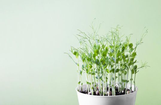 Green pea microgreen sprouts in a white flower pot