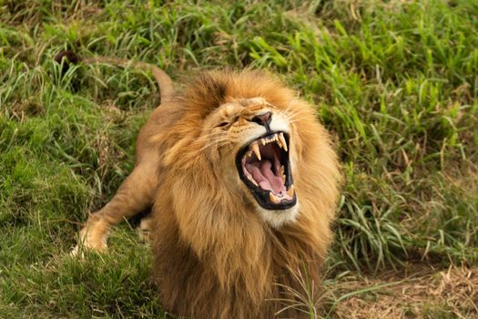 The real anger of Lion