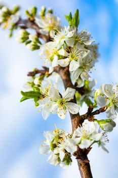 Lots of white plum blossoms on a branch growing up in a spring garden close-up.