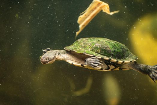 An endangered sea turtle