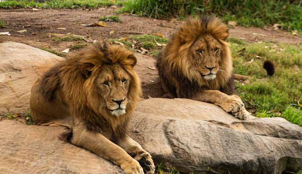 two lions are sitting