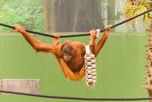 Portrait of a hairy orangutan swinging