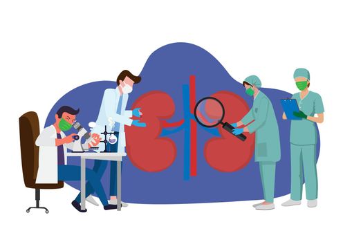Doctors consult each other. About deteriorating kidney function Not normal to the body Health check And medical concept flat vector illustration