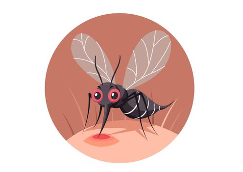 The insect mosquito bites and sucks blood on human body. Character. Banner on a white background. Flat style cartoon illustration vector