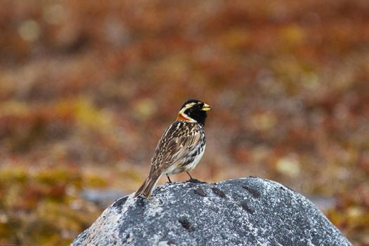 Lapland longspur bird standing on a rock