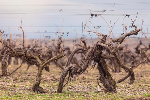 Budding vineyards in Moldova. Preparing for new season