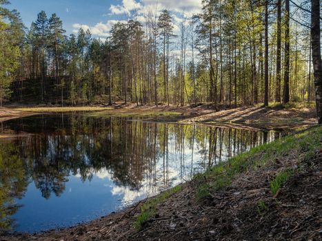 Beautiful colorful summer spring natural landscape with a lake in a pine forest