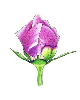 Peony bud closed pink petals and leaves, vector tracing, hand pencil drawing, isolated, white background. Vector illustration
