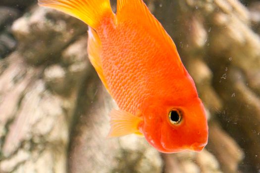 orange parrot fish African cichlid fish aquarium. High quality photo