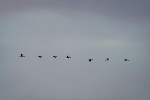 Cranes flying in a row over white sky