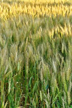 Full Frame Image of Wheat Field on Windy Day with Dappled Sunshine
