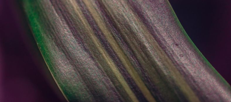 BANNER Macro shot Abstract Real beauty nature background. Fresh tropical plant leaf surface texture structure detail diagonal vein line streak stripe vibrant shiny lilac Green purple mystic unusual