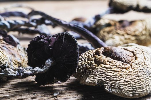 dried Mexican magic mushrooms is a psilocybe cubensis, whose main active elements are psilocybin and psilocin - Mexican Psilocybe Cubensis. An adult mushroom raining spores