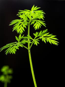 Vertical image. A growing leaf of fresh carrots with green leaves and dirt on a dark background. Daylight
