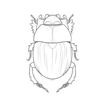 Scarab beetle, ancient symbol of Egypt. Vector scarabaeus bug drawing. Graphic illustration of a sacred egyptian pharaoh insect. Dung-beetle stock image