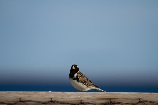 Lapland longspur bird standing on a post with blue skies in the background