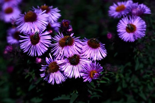 Soft focus on purple chrysanthemums heads with bees. Defocused, blurred background. Close up