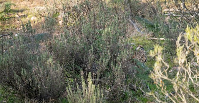 Iberian lynx laid down behing the bush