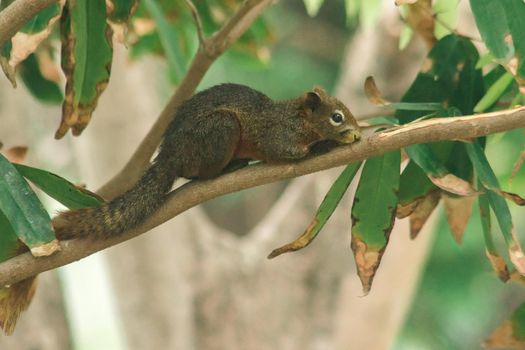 A squirrel on a branch