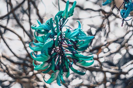 Real beauty nature background. Strongylodon macrobotrys, emerald turquoise jade woody vine, tayabak, leguminous perennial pea bean liana. Tropical flower bloom Blue petals. Floral design summer mood