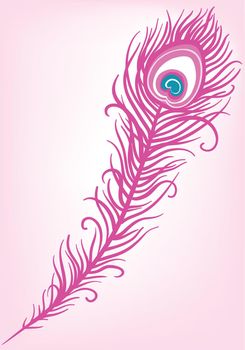 illustration of beautiful peacock feather