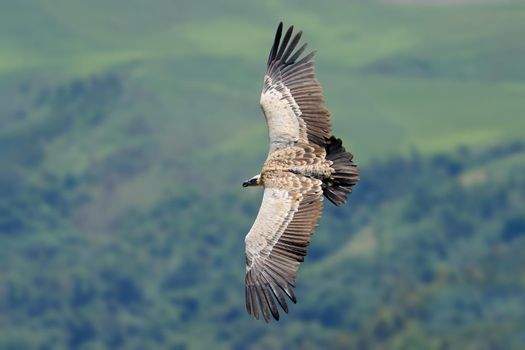 Cape vulture in flight - South Africa