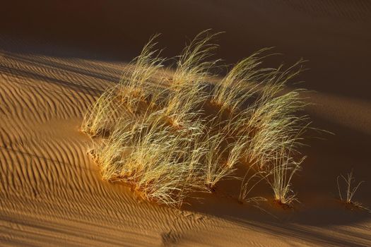 Grasses on desert sand dune