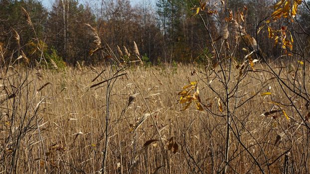 Withered yellow grass in the swamp in autumn. Trees with yellow foliage. Nature is preparing for winter.